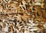 termites